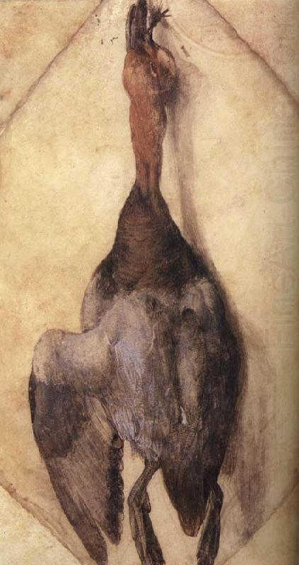 A Duck, Albrecht Durer